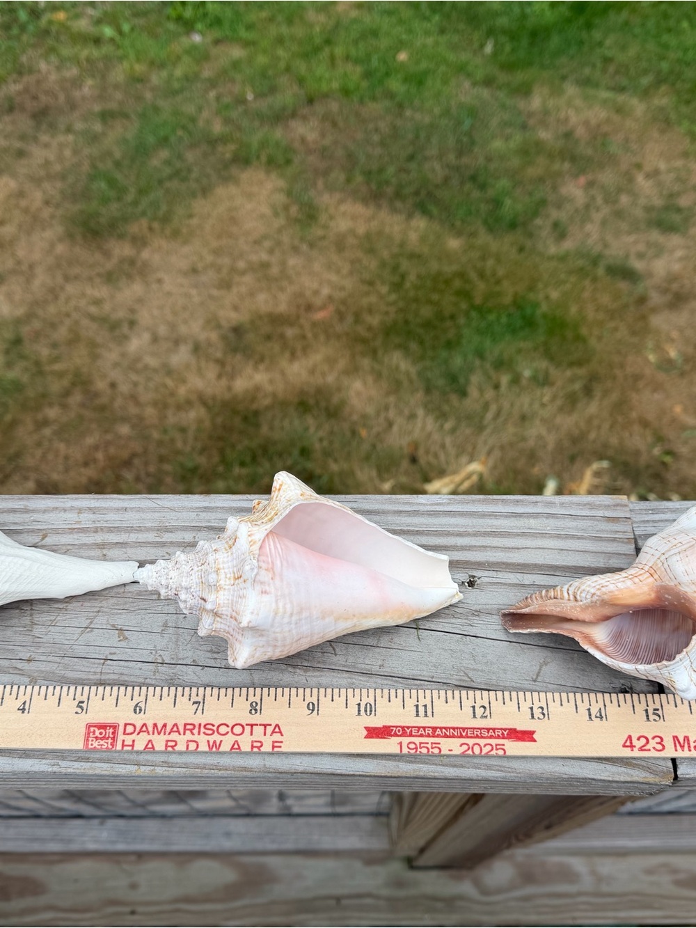 5 Large SeaShells | 🐚 Read Description - Picture 4 of 13